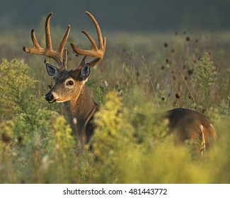 10 Point Whitetail Deer Buck, Early Morning In Tall Field Grass, Great Smoky Mountains National Park, Tennessee, USA