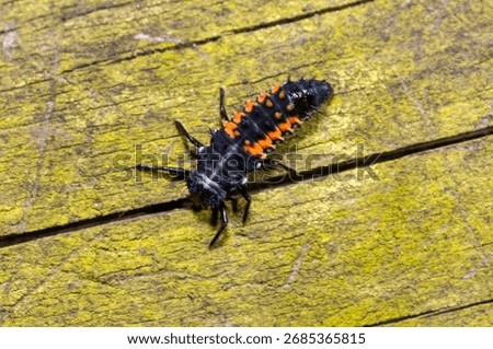 The 10 Spot or Variable Ladybird is the commonest of the Ladybeetles in UK but has a great variety in colour and spots. Both adult and nymph are efficient predators of aphids