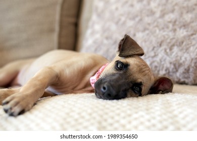 10 Week Old Whippet And Bedlington Cross Puppy