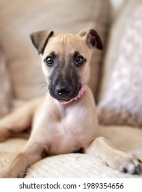 10 Week Old Whippet And Bedlington Cross Puppy