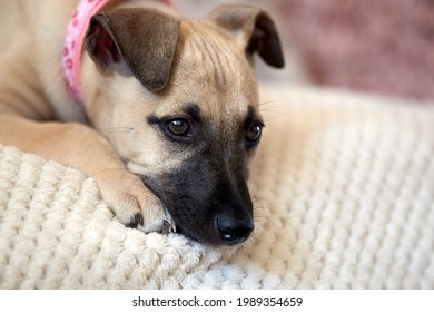 10 Week Old Whippet And Bedlington Cross Puppy