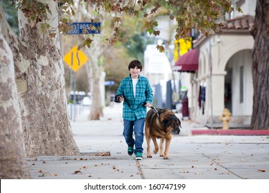 A 10 Year Old Boy Walking A Big Mastiff Dog