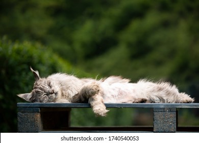 10 Year Old Maine Coon Cat  Lying On Side Sleeping On Wooden Euro Pallet Outdoors In Garden