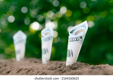 100 Dollars Are Planted In The Ground On A Green Background Of The Garden. The Concept Of Profitability In Agriculture. Money In The Farm. Harvest, Crop, Yield