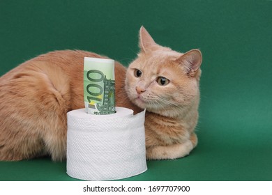 the money cat