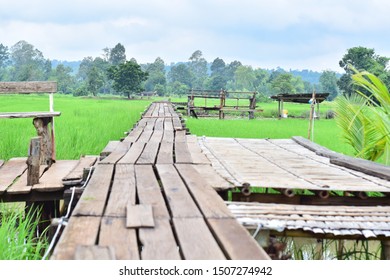 A 100 Year Old Wooden Bridge In A Rice Field