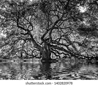 1000 year old angel oak tree, black and white