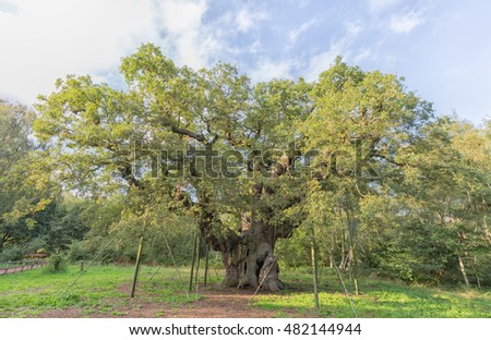 A 1000 year old hollow oak tree in Sherwood Forest called the Major Oak, reputedly used as a hide-out by Robin Hood. 