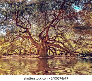 1000 year old oak at a lake