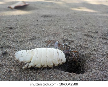 10/10/2018 - Sofifi, North Molucca, Indonesia - Coastal Crab Bringging His Lunch (Cymothoa Exigua).