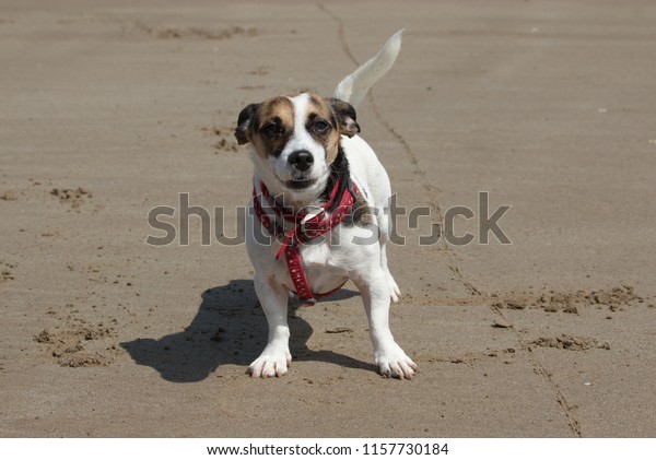 10th August 2018 Lovely Jack Russell Stock Photo Edit Now 1157730184