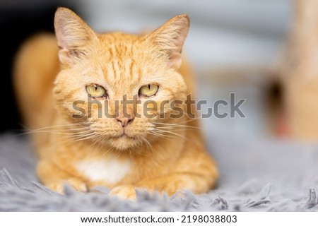 10-year-old cat. And there are traces of life. It is a photograph showing an aging face and copy space. It is a cat with orange, white fur, and yellow eyes.