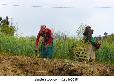 11 April 2021, WAN, Chamoli, Uttarakhand, India. Portrait Of An Indian Village Girl Cutting Grass In Farm In The Himalaya Region.