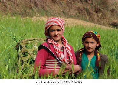 11 April 2021, WAN, Chamoli, Uttarakhand, India. Portrait Of An Indian Village Girl Cutting Grass In Farm In The Himalaya Region.