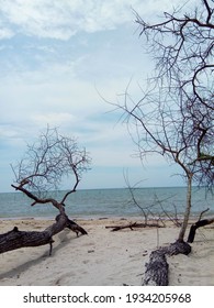 11 mars 2021, arbre mort à la plage de tengket, ville de bangkalan, île de madura