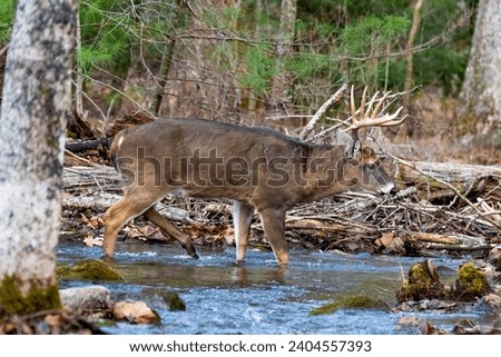 11 pt buck crossing a creek