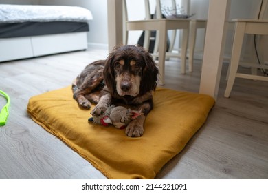 11 years old German Spaniel dog in the house