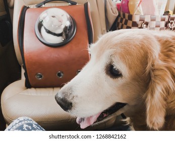 11 Years Old Senior Golden Retriever Dog Looking At White Khao Manee Kitten Inside A Carry Bag