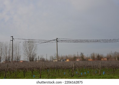 1.618 Starlings On Wire Bilder, Stockfotos und Vektorgrafiken