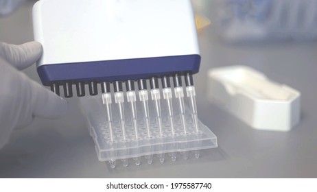 12 channel standard PCR Multichannel pipette with 8 channels pipettes depositing samples into a 96 well microplate or ninety six microtiter plate close up laboratory tests concepts background.