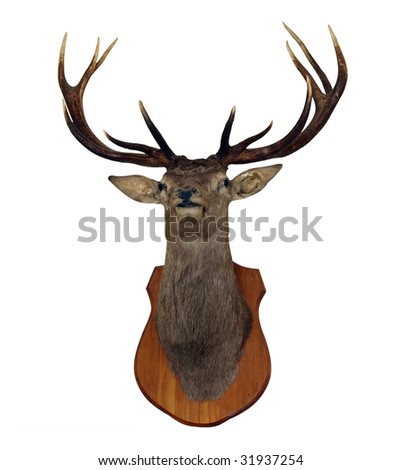 12 Point Red Stag Head isolated with clipping path