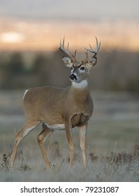 12 point trophy Whitetail buck deer standing alert in grassland habitat
