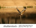 12 Sep 24, Yucaipa Regional Park, Red Tailed Hawk flying over a lake.  