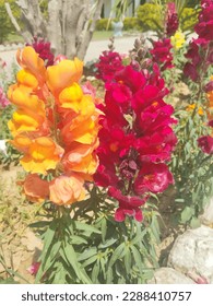 13 April 2023: Snapdragon flower in red and yellow color. The Beauty of Nature Maximum depends on it.