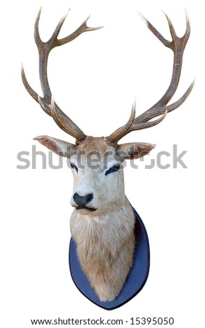 13 Point deer head isolated with clipping path