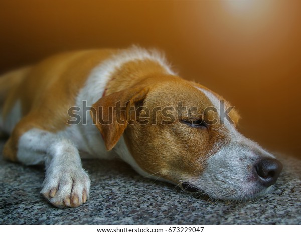 13 Years Old Brown White Short Animals Wildlife Healthcare