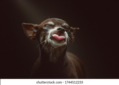 14 Years Old Toy Terrier Dog. Studio Shot. Moody Dark Lighting, Dark Background.
