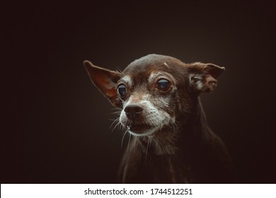 犬 不機嫌 の画像 写真素材 ベクター画像 Shutterstock