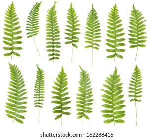 147 Mpx set.  Close up 13 leaf fern isolated on white background in macro lens shooting.
