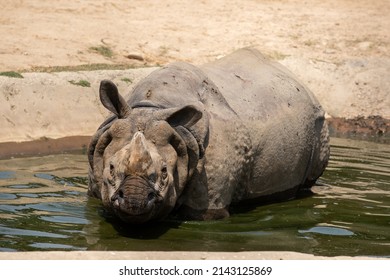 14th March, 2022. Kathmandu, Nepal. Beautiful One Horn Rhino  In Central Zoo.