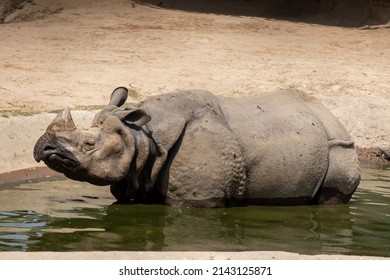 14th March, 2022. Kathmandu, Nepal. Beautiful One Horn Rhino  In Central Zoo.