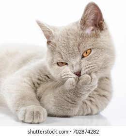 14-week old British Lilac Shorthair kitten cleaning itself on white background.