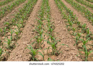 15 Days Of Corn Growth Stages, Corn Field