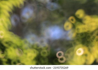 15 OCT 2011 Blur Defocused Park Garden Tree In Nature Background