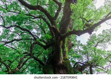 1500 Years Old Biggest Tree In Japan