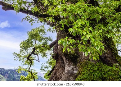 1500 Years Old Biggest Tree In Japan