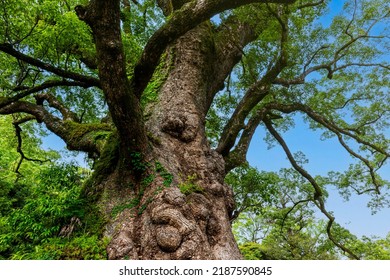 1500 Years Old Biggest Tree In Japan