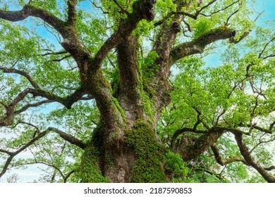 1500 Years Old Biggest Tree In Japan