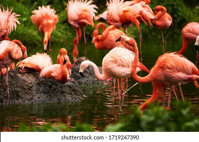 268 Zoolog garten Images, Stock Photos & Vectors Shutterstock