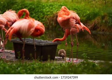 268 Zoolog garten Images, Stock Photos & Vectors Shutterstock