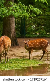268 Zoolog garten Images, Stock Photos & Vectors Shutterstock