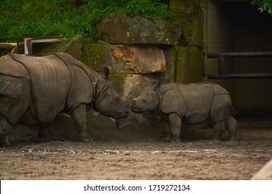 268 Zoolog garten Images, Stock Photos & Vectors Shutterstock