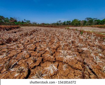 16 November 2019, Jumantono, Central Java, Indonesia : the land dried and cracked due to the long dry season in Indonesia - Shutterstock ID 1561816372