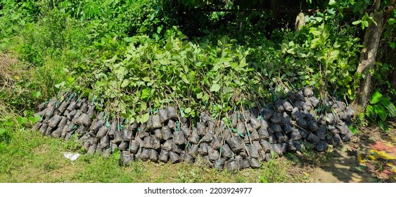 16 September 2022, Ghatal, Paschim Medinipur - Fruit Tree Plantation Programme Inauguration For The Forest Week At BDO Office Daspur 