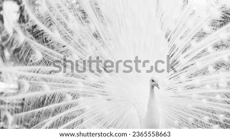 Image, Stock Photo Peacock doing a wheel, back view