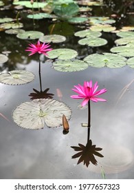 17 December 2017, Hulu Langat, Malaysia - Pink Water Lilies Blooms In The Morning.